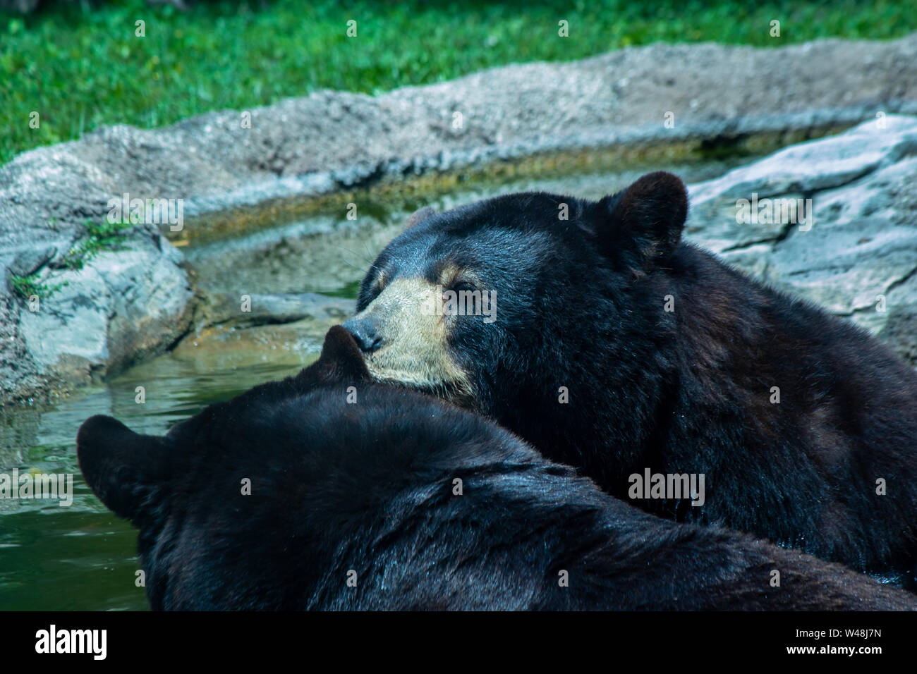 Der schwarze Bär, auch genannt der Amerikanische Schwarzbär, ist eine Pflanzenart aus der Gattung der Fleisch fressende SÄUGETIER. Es ist die häufigste tragen in Nordamerika. Stockfoto