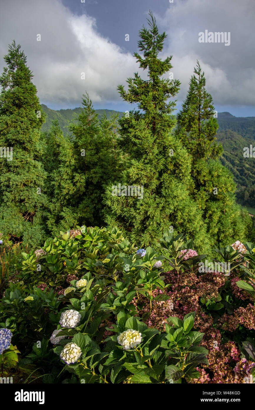 Grüne Nadelbäume und wilden Blumen am Vista do Rei Sicht an einem bewölkten Tag, Sao Miguel, Azoren, Portugal Stockfoto