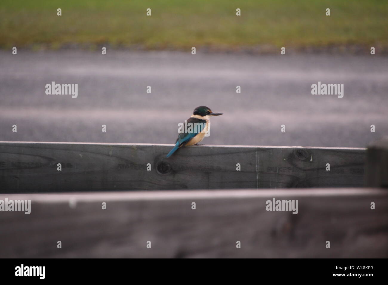 Kingfisher sitzt auf einer Zaunschiene in Neuseeland Stockfoto