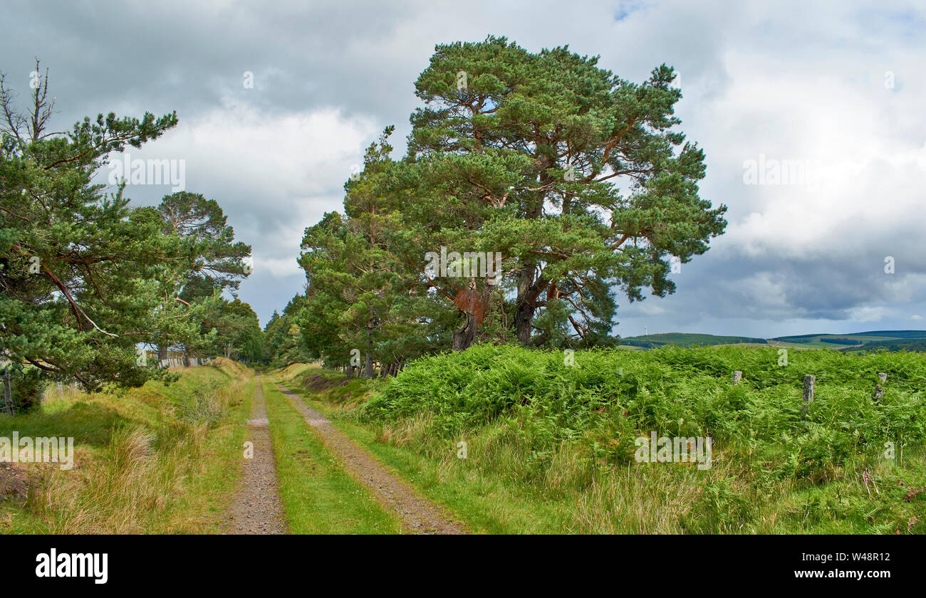 DAVA ART TRAIL Moray in Schottland SOMMER SCOTS PINIEN ENTLANG DER BAHN Stockfoto