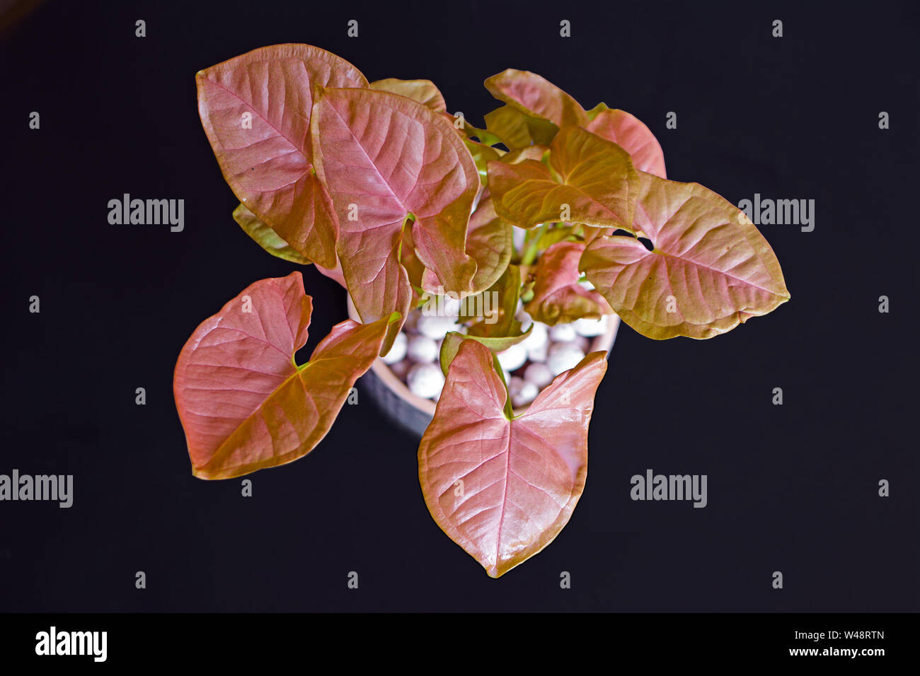 Schöne rosa exotische Syngonium podophyllum Weinpflanze im Blumentopf mit weißen Tonkugeln auf schwarzem Hintergrund Stockfoto