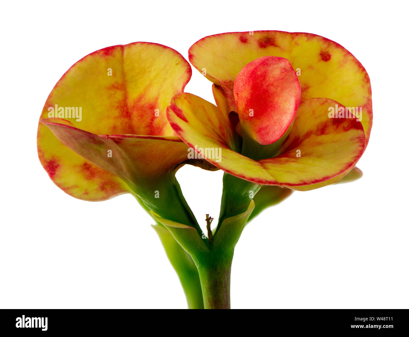 Isolierte Christus Thorn (Euphorbia) Blüte Stockfoto