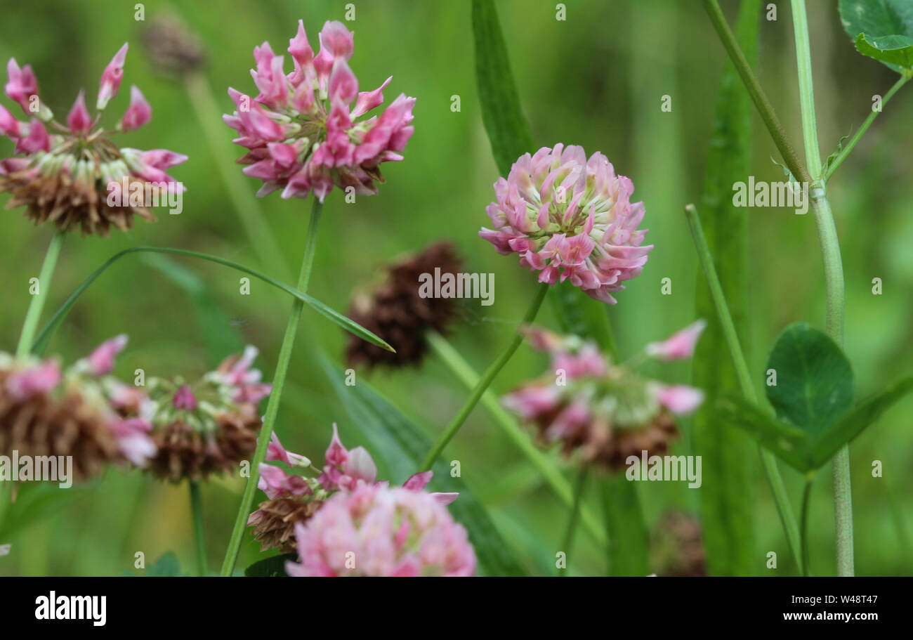 Nahaufnahme der Trifolium Hybridum, der alsike Klee Blume blühen im Frühling Stockfoto