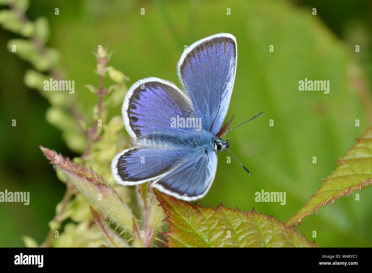 Silber - verzierte Blauer Schmetterling, seltene Britischen insekt Stockfoto