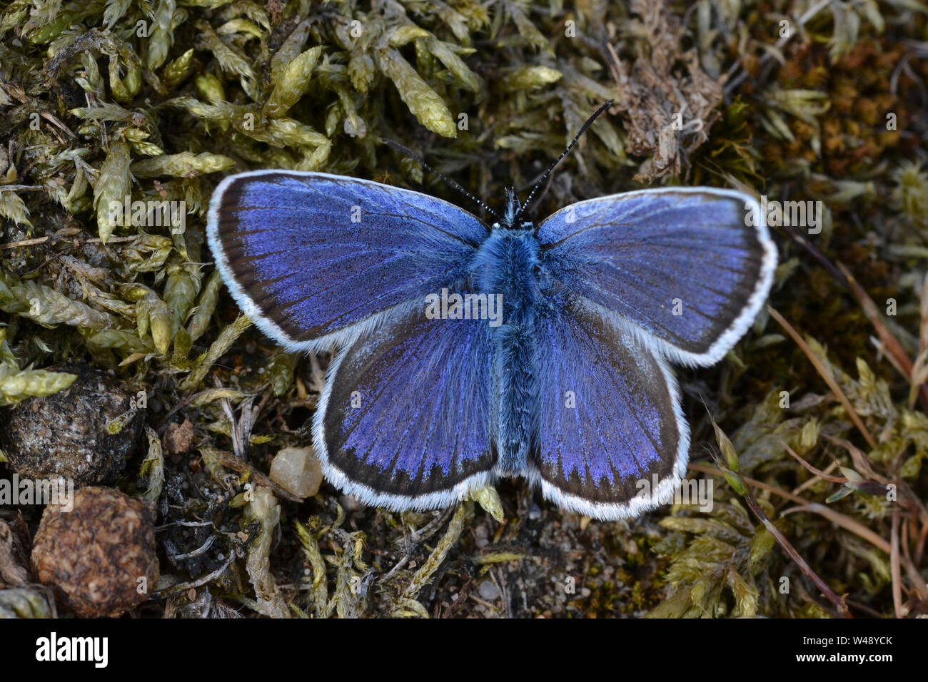 Silber - verzierte Blauer Schmetterling, seltene Britischen insekt Stockfoto