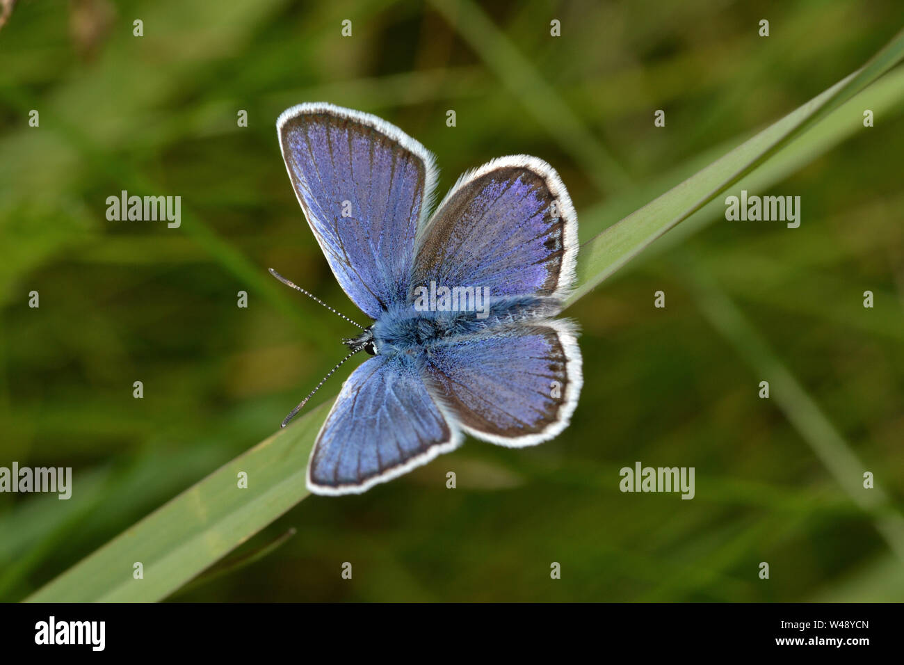 Silber - verzierte Blauer Schmetterling, seltene Britischen insekt Stockfoto