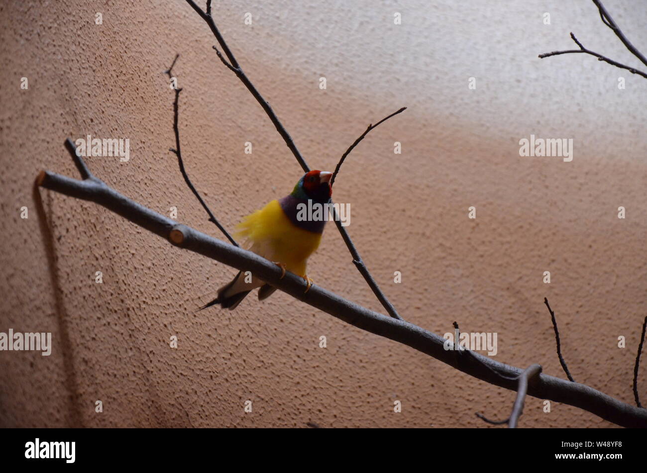 Gouldian Finch (Erythrura gouldiae) Stockfoto