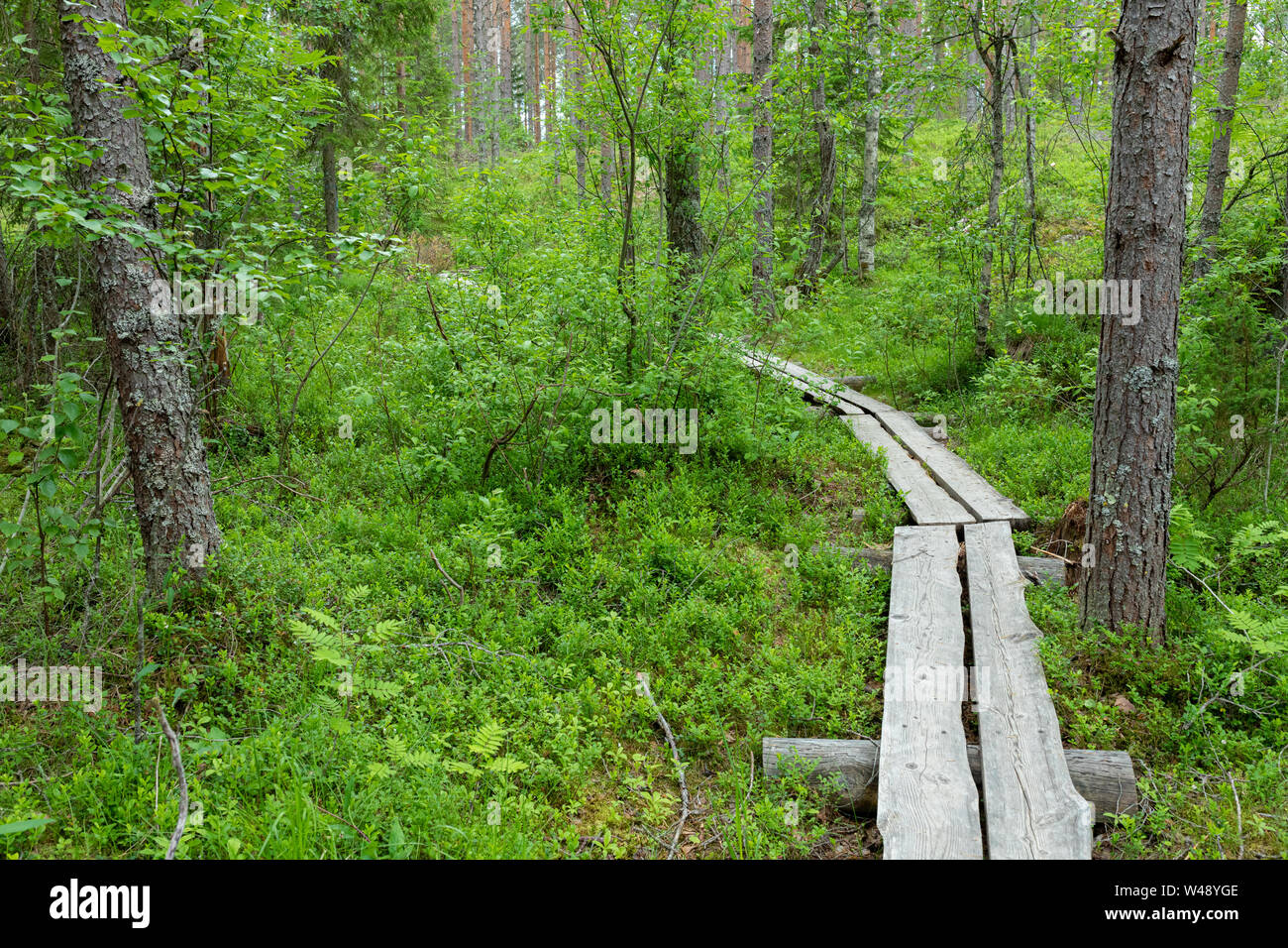 Kleine stabrost Wanderweg im finnischen Wald Stockfoto