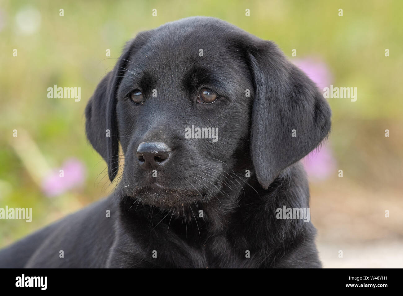 Cute portrait einer 8 Woche alten schwarzen Labrador Welpe Stockfoto