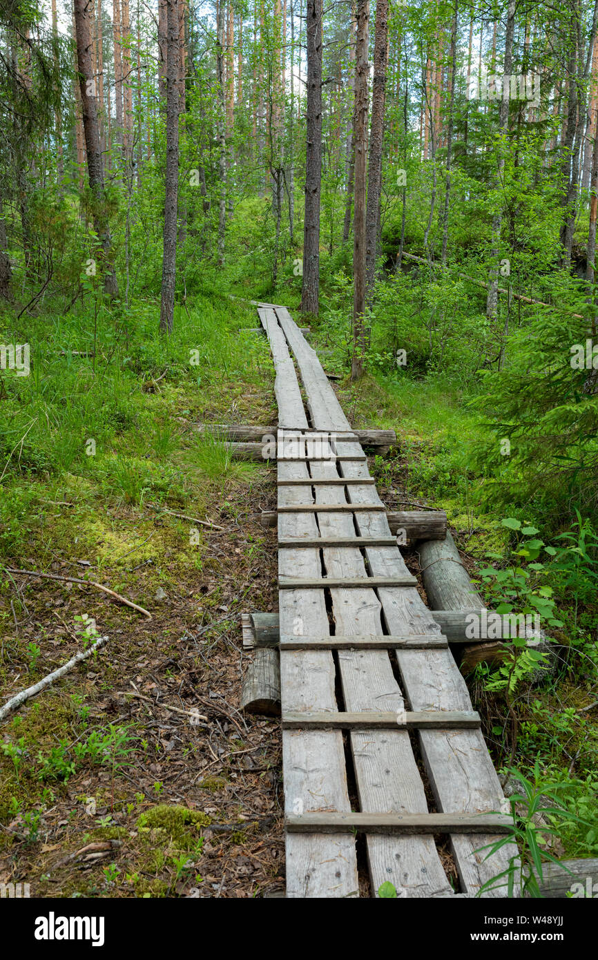 Kleine stabrost Wanderweg im finnischen Wald Stockfoto
