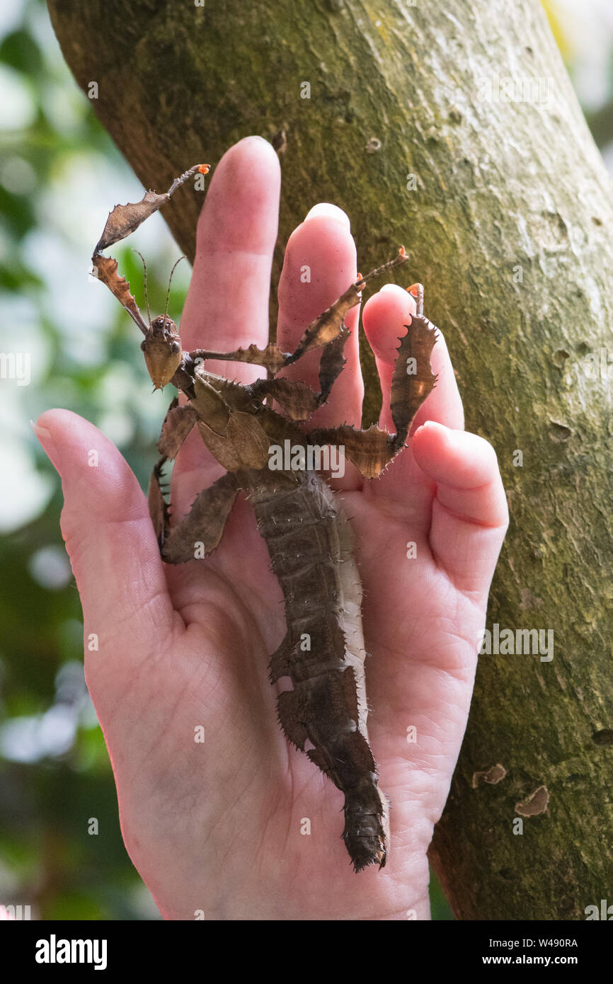 Nahaufnahme der Heuschrecke auf Personen, Hand Stockfoto