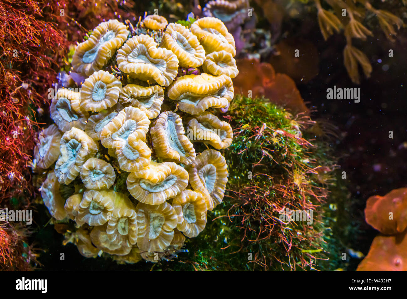Nahaufnahme der große Blume Coral, Stony Coral specie vom karibischen Meer, marine Leben Hintergrund Stockfoto