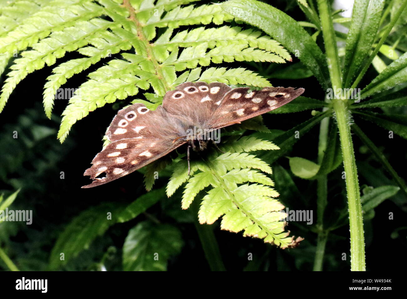 Hauhechelbläuling, schmetterling, Pararge splendens. Die gesprenkelte Holz ist ein Schmetterling in und an den Grenzen der Waldflächen gefunden. Ivybridge, Filham, Süden Ham Stockfoto