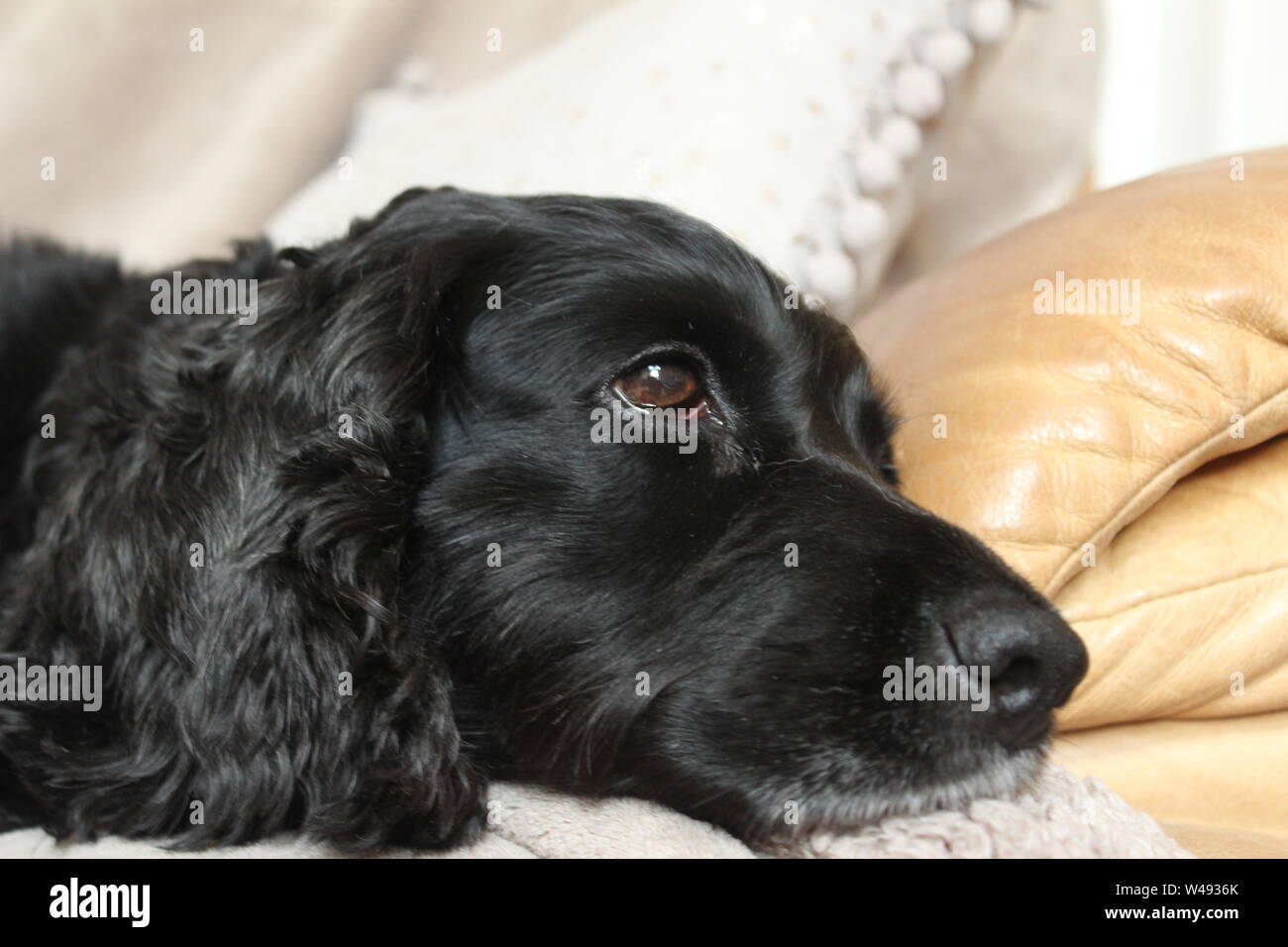 Nahaufnahme des Gesichts eine schwarze, glänzende Hund liegend auf einem beigen Sofa Stockfoto
