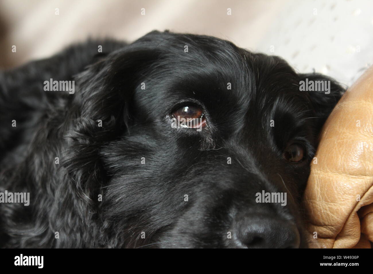 Nahaufnahme des Gesichts eine schwarze, glänzende Hund liegend auf einem beigen Sofa Stockfoto