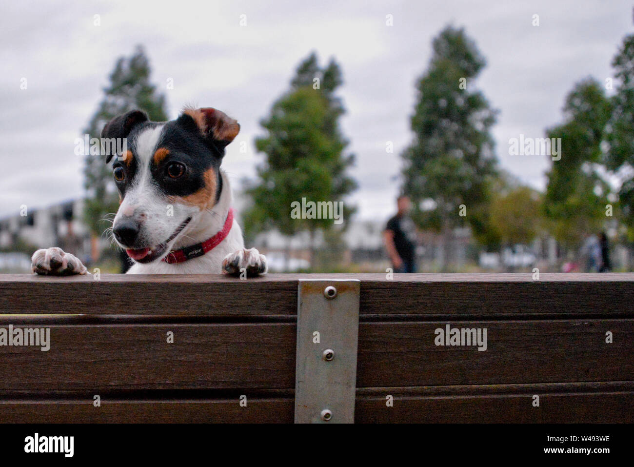Jack Russell Hund süß Spielen im Park Stockfoto