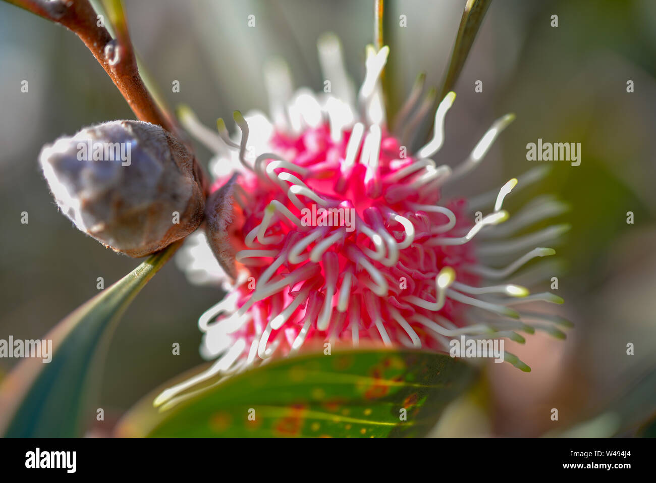 Blühende Gummi rot und weiße Blume zieht Bienen Stockfoto
