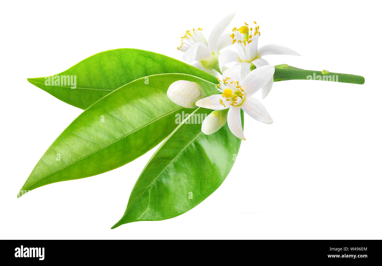 Isolierte orange Blüte. Zweig der orange Baum mit Blüten und Blätter auf weißem Hintergrund mit Freistellungspfad isoliert Stockfoto