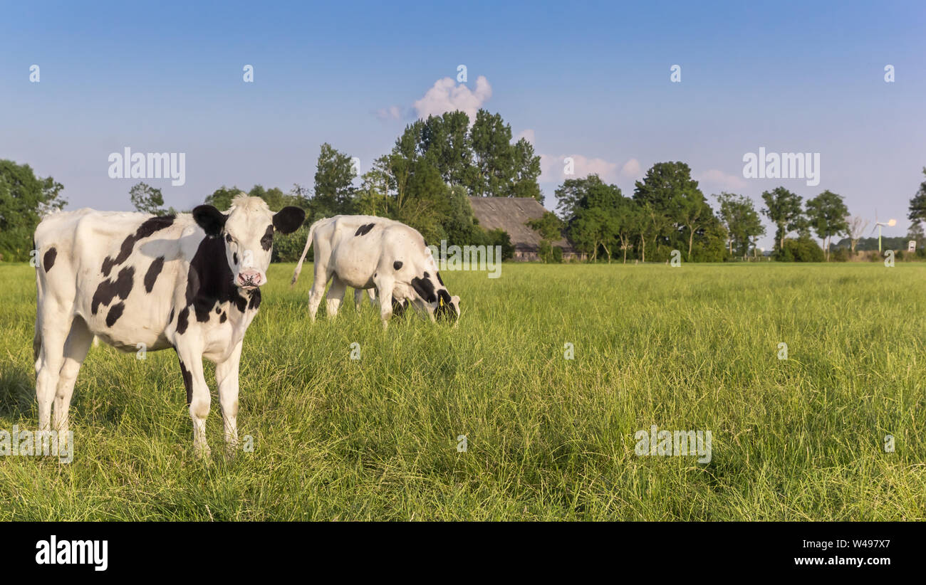 Zwei Holstein Kühe auf einer Wiese in der Nähe von Groningen, Holland Stockfoto