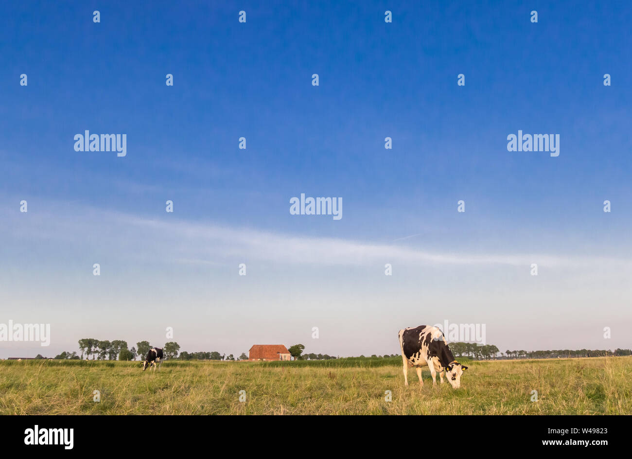 Kleine farm und holländischen Kühe in Groningen, Niederlande Stockfoto
