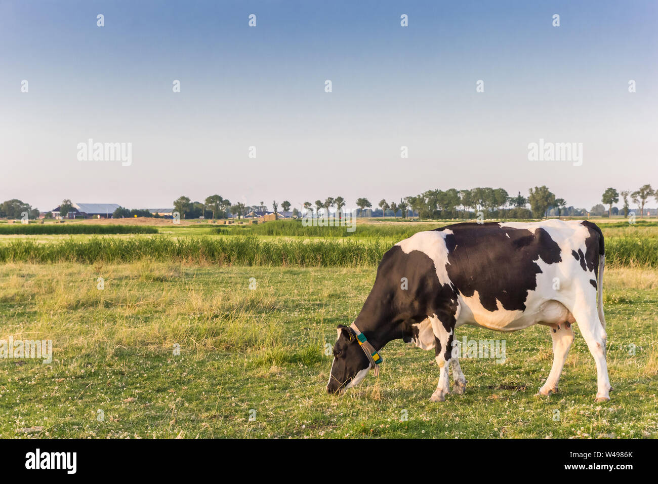 Einzelne weiße Kuh in die Landschaft von Groningen, Niederlande Stockfoto