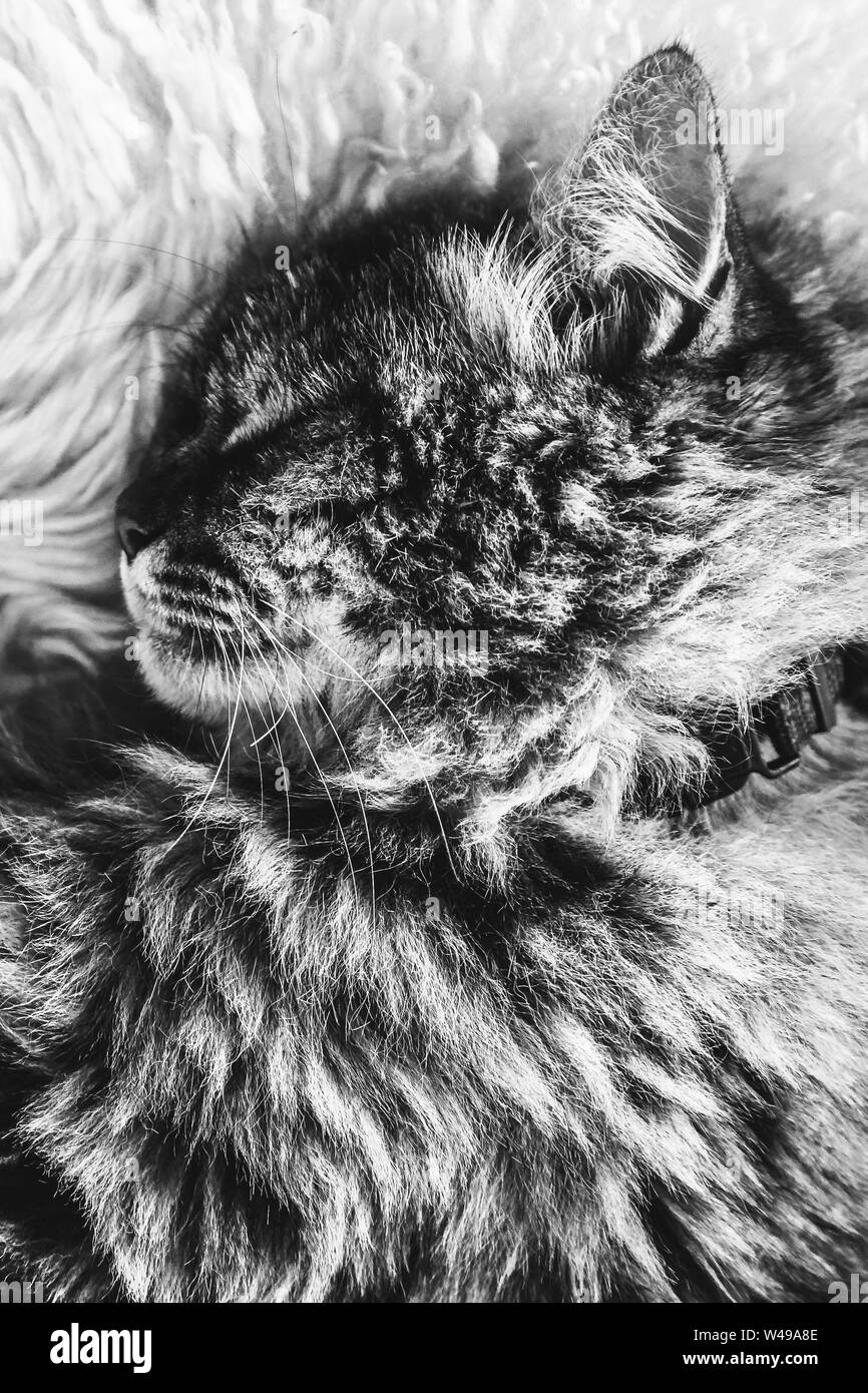 Schwarz-weiss Bild des Schlafenden tabby Katze auf weißen flauschigen Decke. Schwarze Katze Kragen um den Hals. Persische Katzen. Ein Nickerchen, Tier schlafen. Die Schwarz-Weiß-Fotografie. Stockfoto