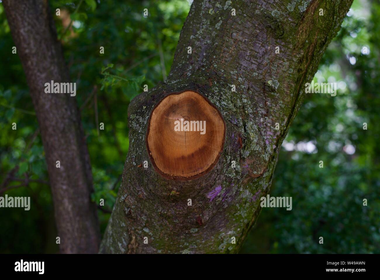 Baum Ringe in einem Park, Kopenhagen Stockfoto