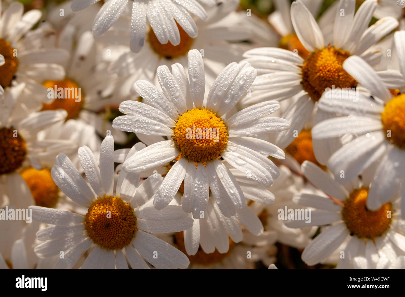 Big wild Daisy (Oxeye) Blumen close up mit Morgentau. Natürliche Pflanzen in der Natur. Weiß und Gelb Köpfe Stockfoto
