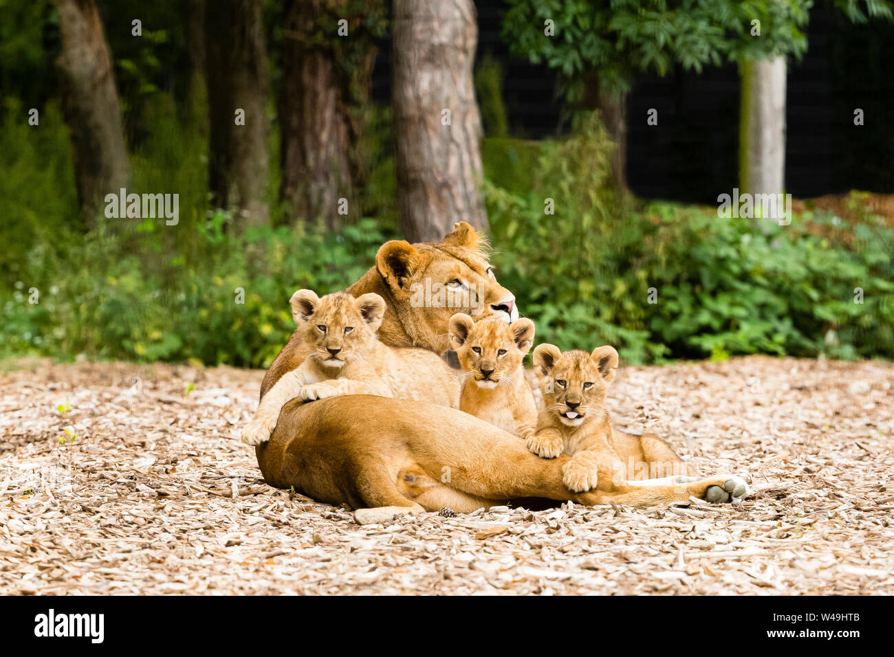 Mit ihren drei jungen Löwin (Panthera leo) Stockfoto