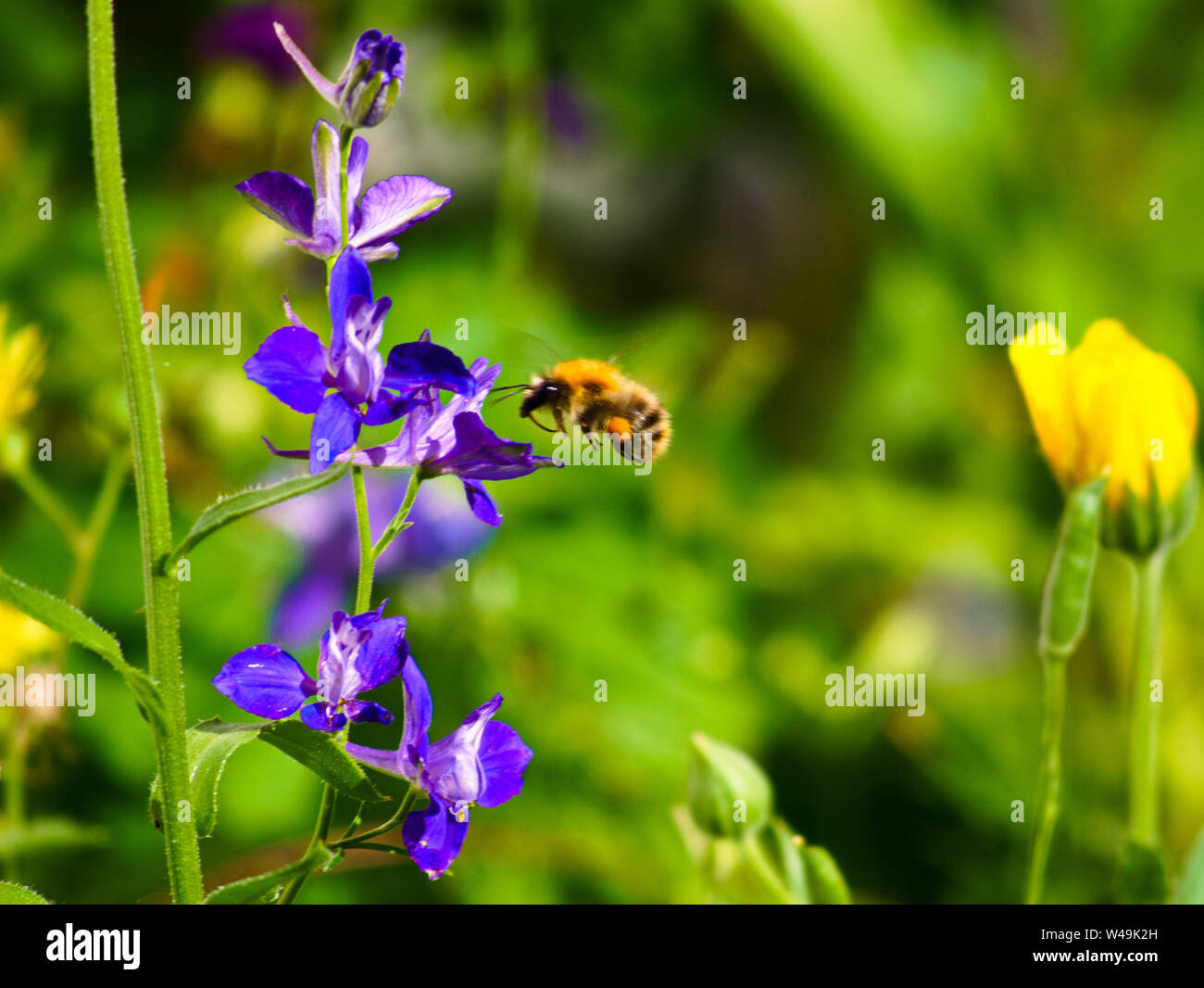 Bienen fliegen zu einem Larkspur Stockfoto
