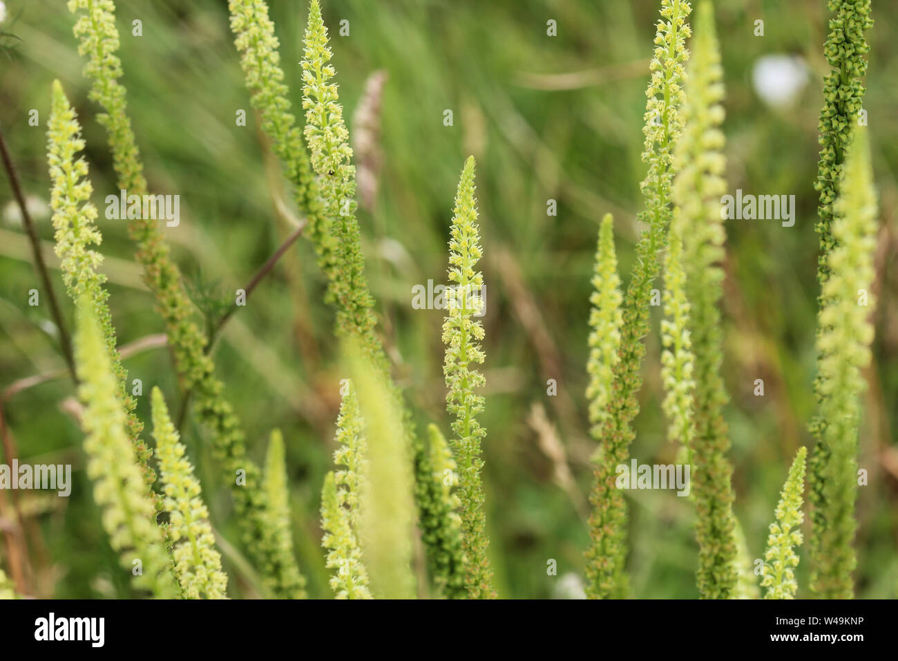 In der Nähe von Reseda luteola, Farbstoff Rakete, die Dyer Unkraut, Schweißen, Ballum bekannt, und Gelb Unkraut Stockfoto