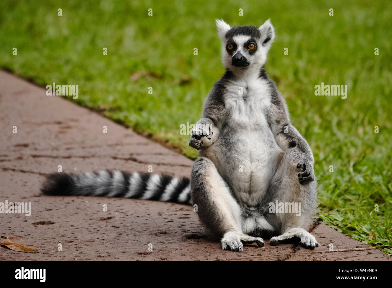 Cool Junge Katze Lemur Madagaskar Lemur Catta Stockfotografie Alamy