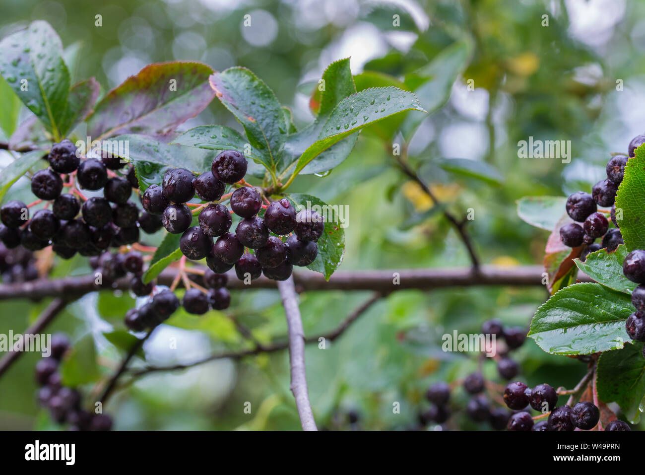 Aronia melanocarpa, schwarz Aronia Beeren auf Zweig closeup Stockfoto