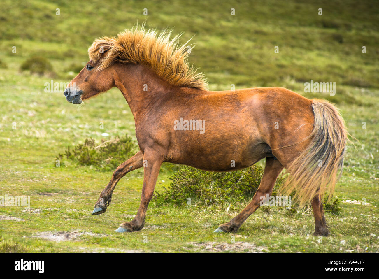 Ponys und Fohlen junge Pony im Nationalpark Dartmoor, Devon, West Country, England, UK. Stockfoto