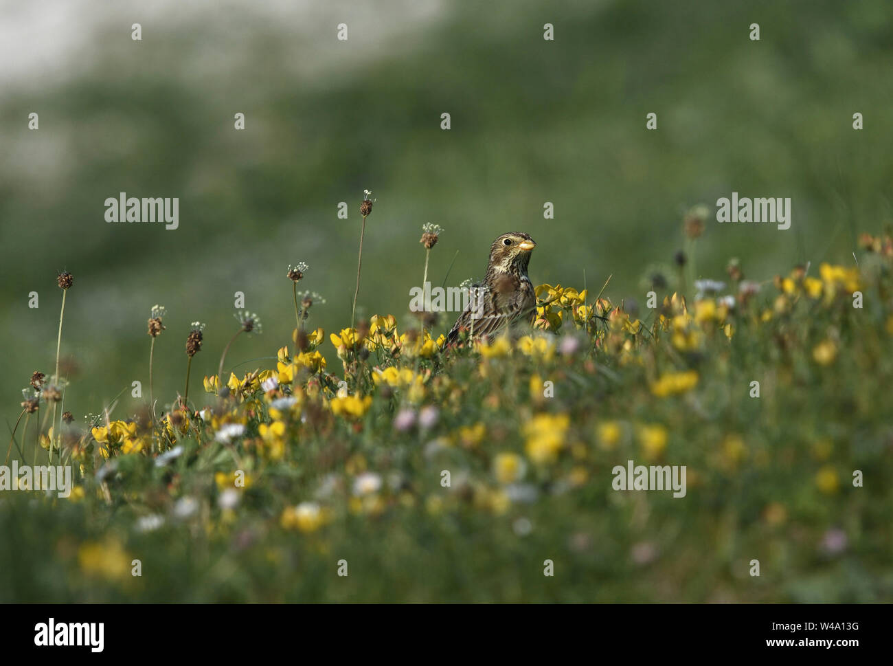 Corn Bunting auf dem machair North Uist Stockfoto