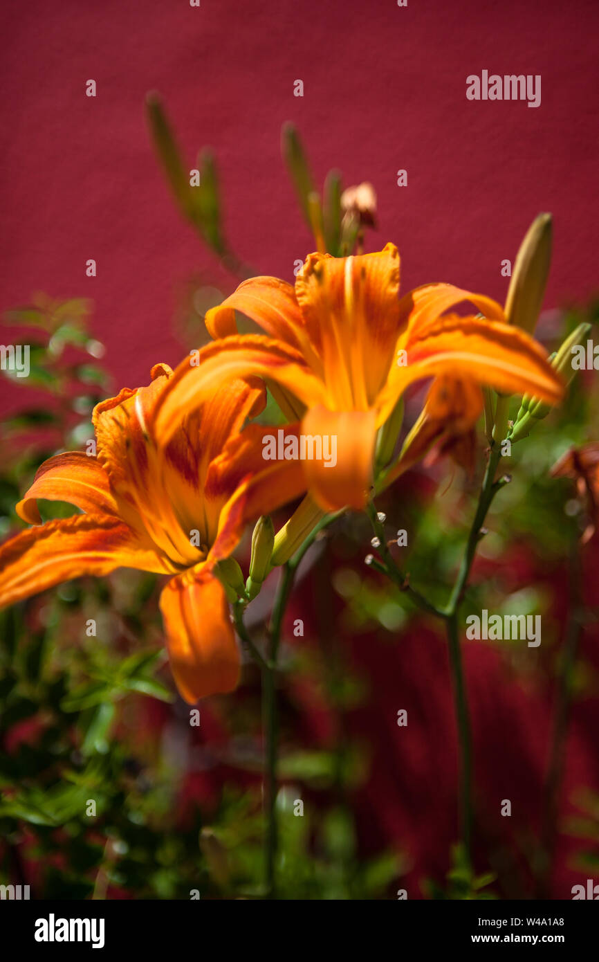 Mandraccio, Burano, Lagune, Veneto, Italien: lebendige orange Tiger-Lilien gegen eine rote Wand Stockfoto