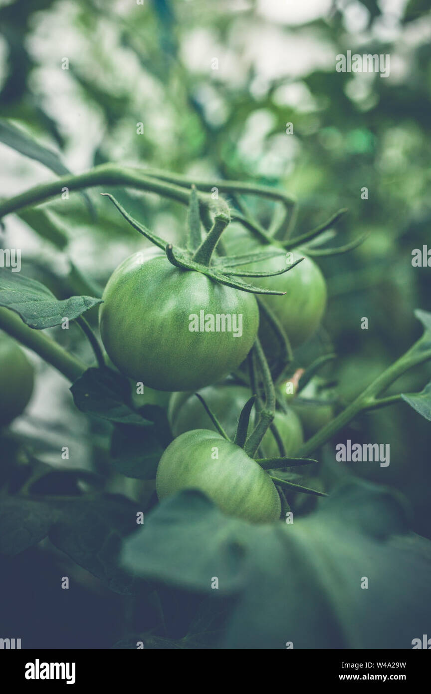 Grüne Tomaten auf einem Zweig in einem Gewächshaus. Natürliche organische Produkte Konzept. Soft Focus. Vertikaler Dampfstoß Stockfoto