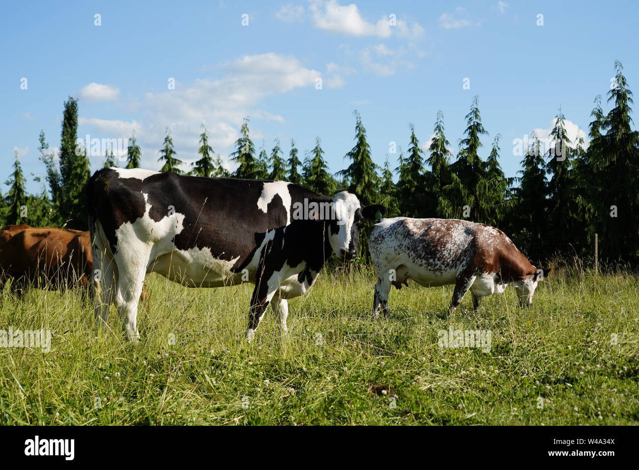 Kühe in einem Feld Stockfoto