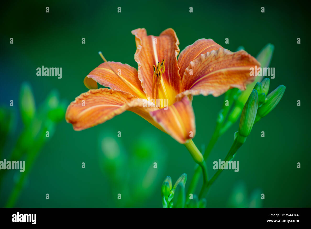 Blühende Lilie, vor grünem Hintergrund, mit dekorativer Eule Stockfoto