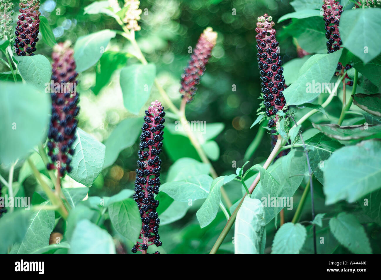 American pokeweed (Phytolacca americana) Während der angehende Zeitraum Stockfoto