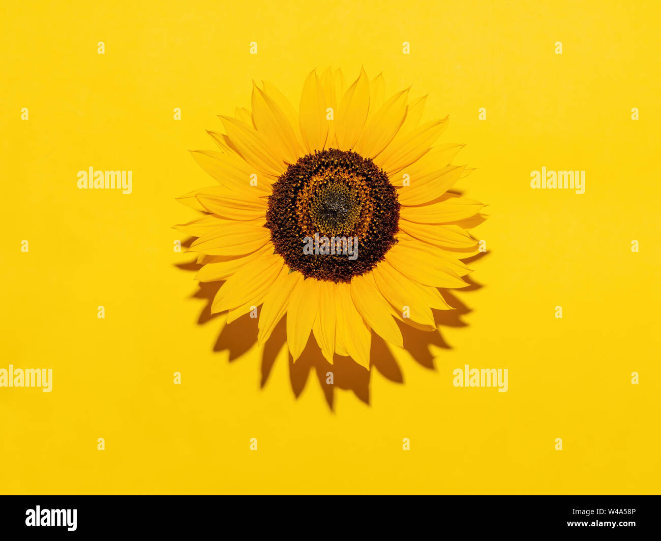 Sonnenblume Blume, auf gelben Hintergrund mit Copyspace. Grelles Licht für heiße Wirkung. Stockfoto