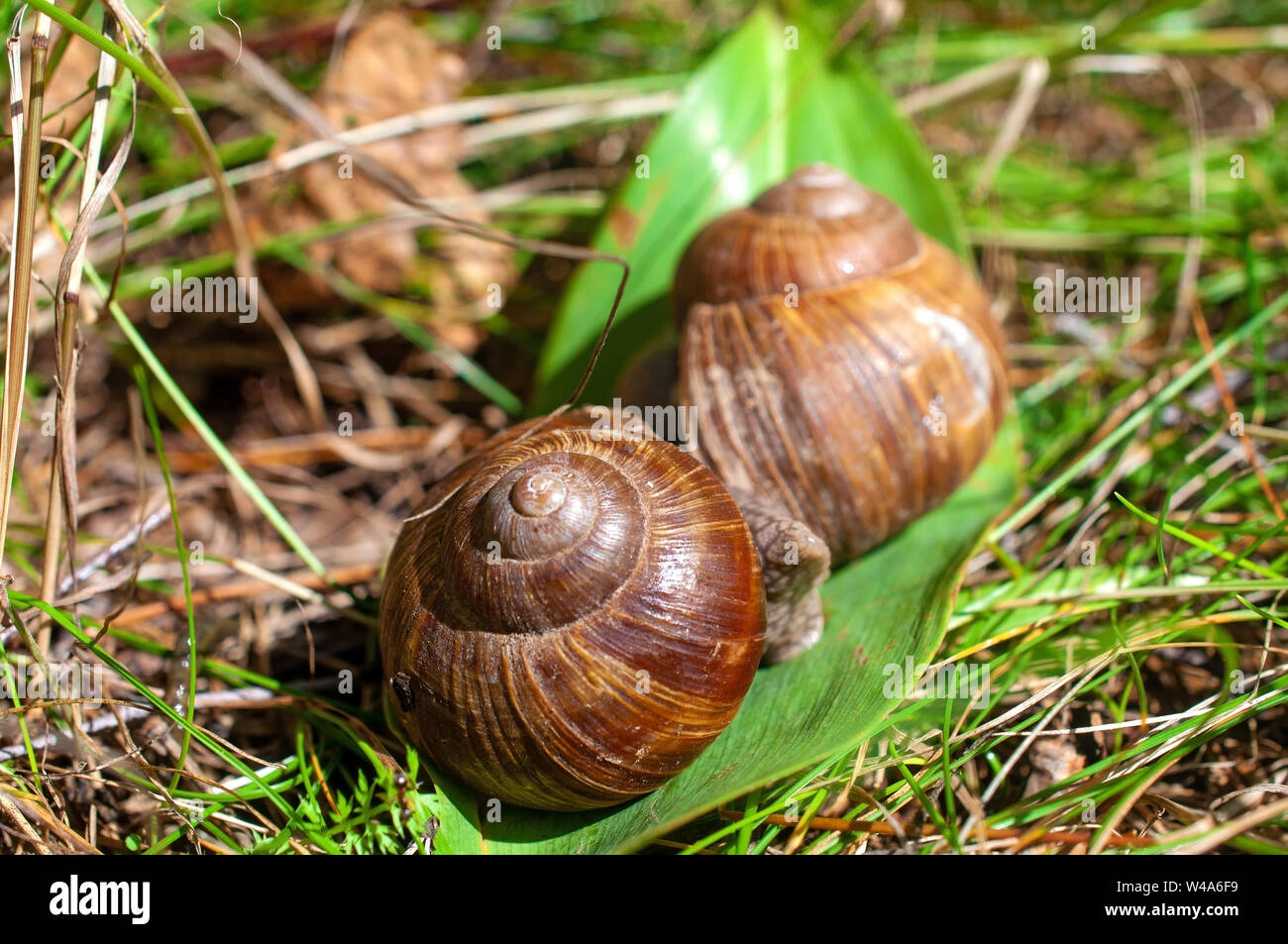 Große Schnecken kriechen auf einem Blatt Stockfoto