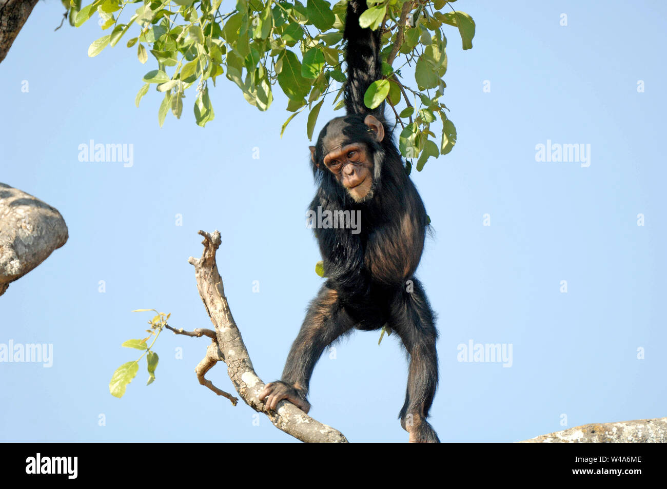 Schimpanse, Pan troglodytes, Chimfunshi, Sambia Stockfoto