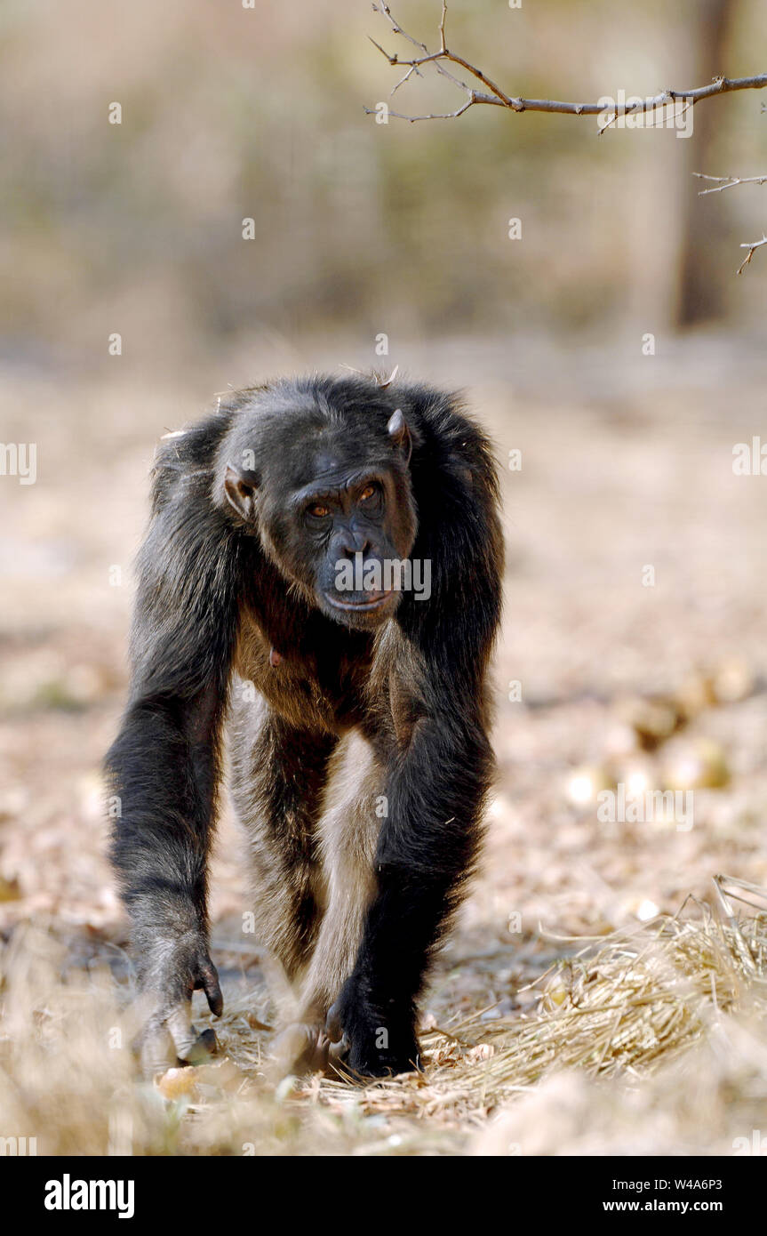 Schimpanse, Pan troglodytes, Chimfunshi, Sambia Stockfoto