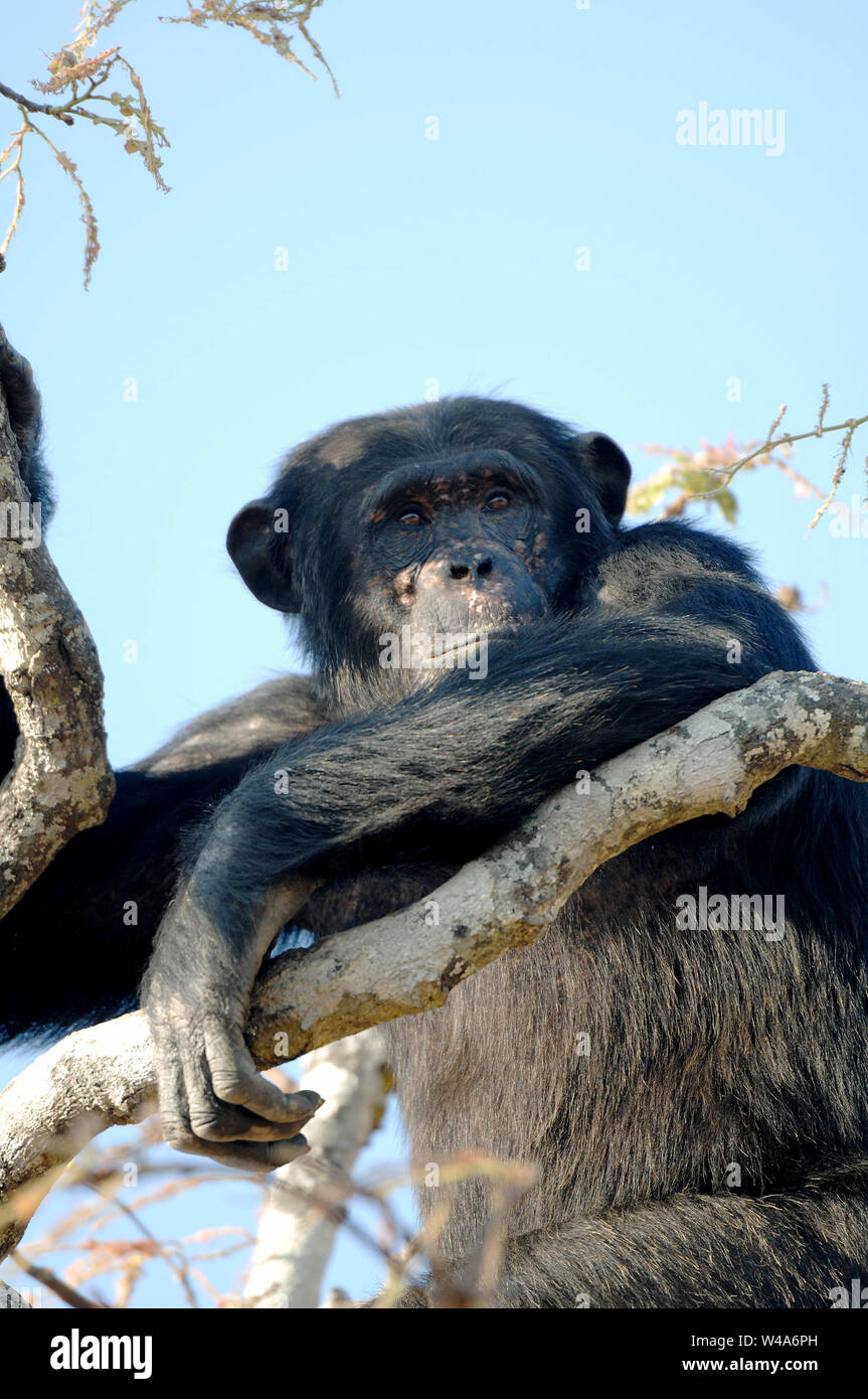 Schimpanse, Pan troglodytes, Chimfunshi, Sambia Stockfoto