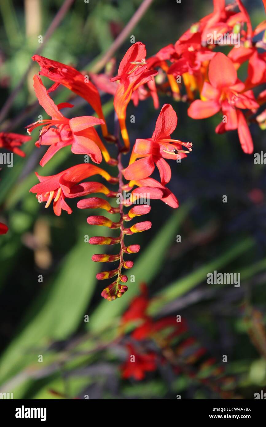 Crocosmia Montbretia Stockfoto