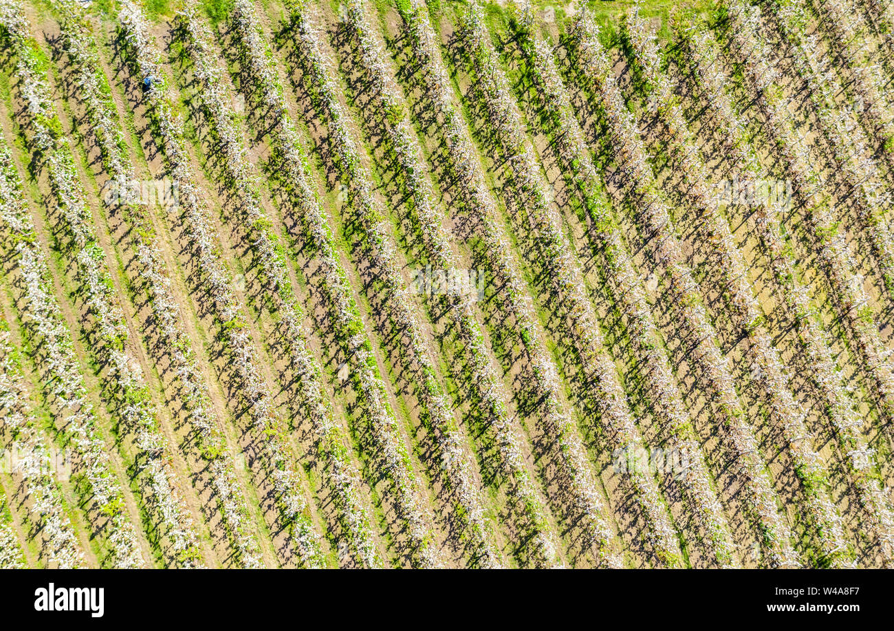 Apfelbäume in Zeilen, Apple Farm in der Nähe von Lofthus am Sörfjord, einem Zweig der Hardangerfjord, blomstering im Mai, Drone, Hardanger, Norwegen Stockfoto