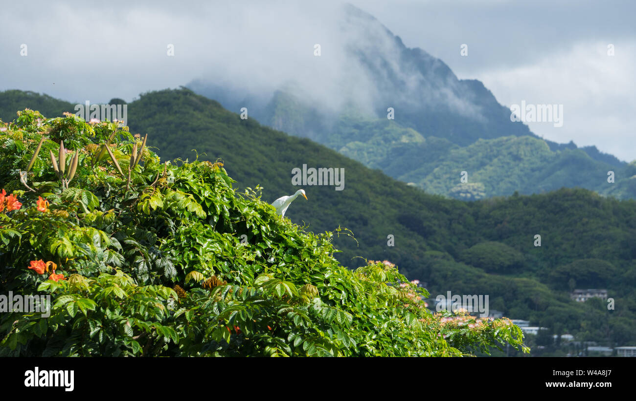 Ein Reiher Salden auf die Baumkronen eines Hawaiianischen Regenwald Stockfoto