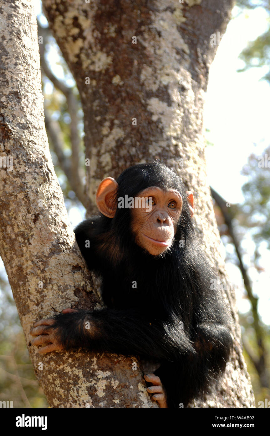 Schimpanse, Pan troglodytes, Chimfunshi, Sambia Stockfoto