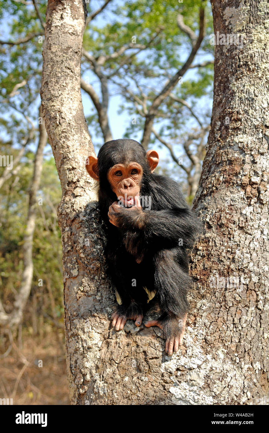 Schimpanse, Pan troglodytes, Chimfunshi, Sambia Stockfoto